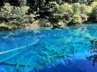 A Dream in Color: Reflections After Visiting Jiuzhaigou 