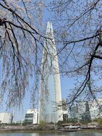 Cherry Blossoms Guide for Seokchon Lake