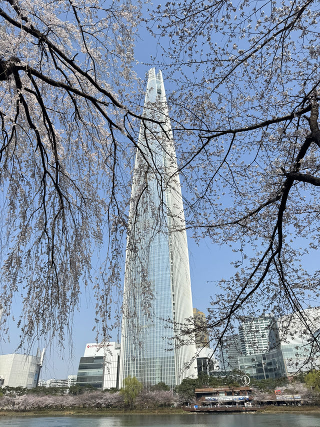 Cherry Blossoms Guide for Seokchon Lake