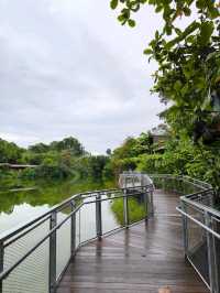 Nature's Embrace: Mandai Boardwalk