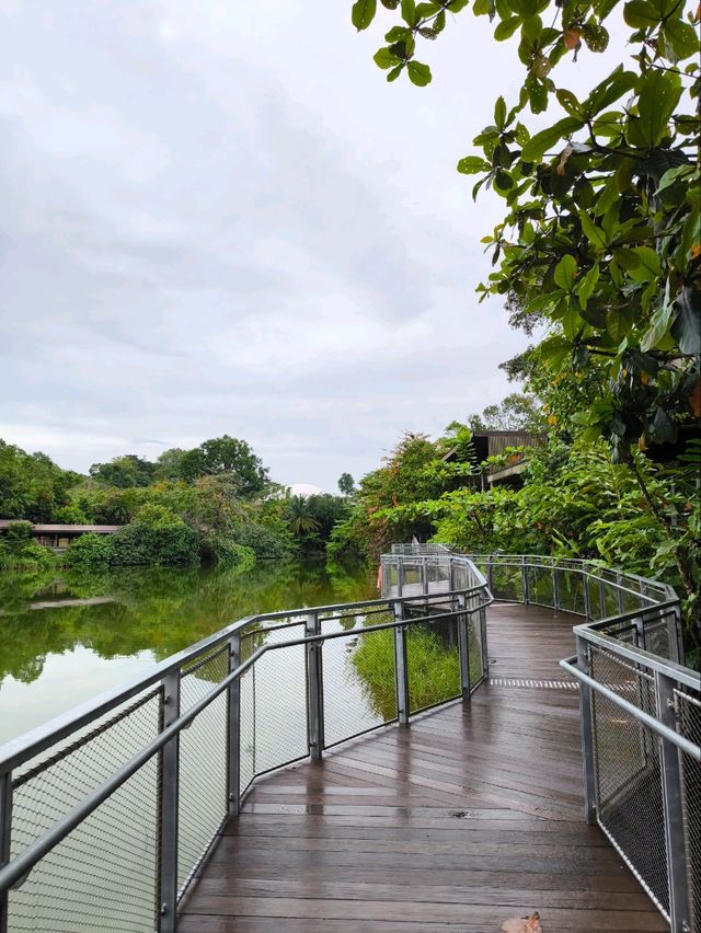 Nature's Embrace: Mandai Boardwalk