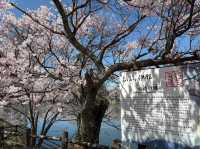 Rokudo-no-Tsutsumi Cherry Blossoms– Kyoto’s Hidden Philosopher’s Path