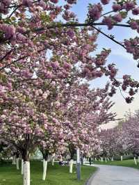 A Cherry Blossom Adventure in Kyoto – 13 Secret Sakura Spots Discovered on a 30,000-Step Day