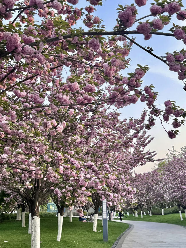 A Cherry Blossom Adventure in Kyoto – 13 Secret Sakura Spots Discovered on a 30,000-Step Day