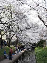 Tokyo's Cherry Blossom Heaven: Shukugawara 🌸✨