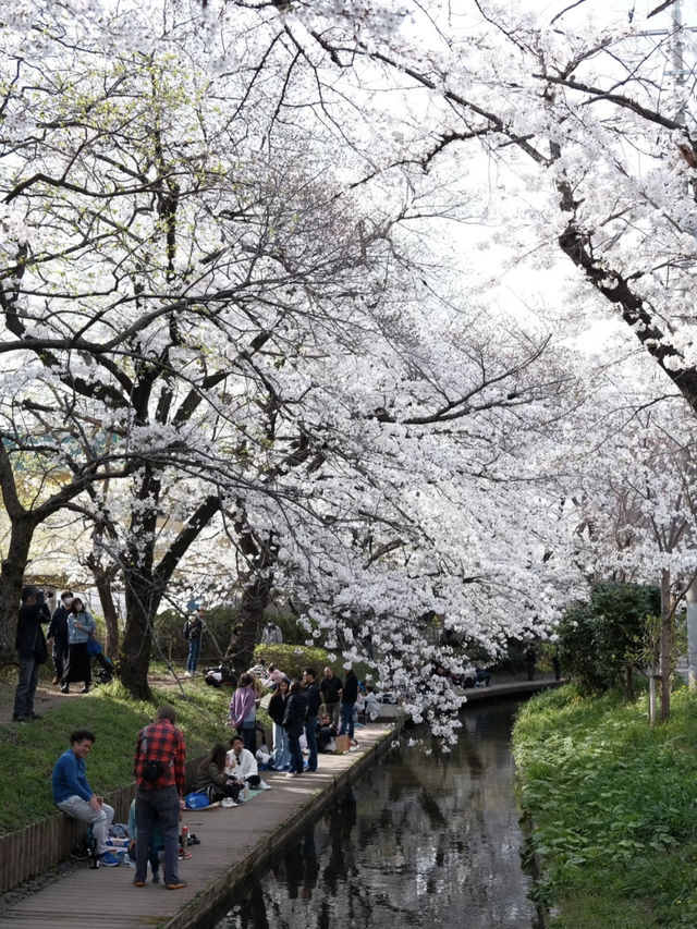 Tokyo's Cherry Blossom Heaven: Shukugawara 🌸✨