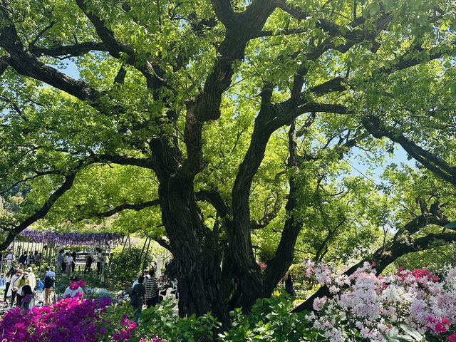 【 春の栃木 】 圧巻！あしかがフラワーパーク💐