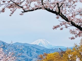  Oboshi Park Sakura – A Fuji-Framed Cherry Blossom Wonderland