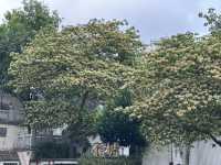 香港好去處 | 復活節賞花(上) | 魚木 | 藍花楹