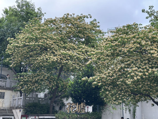 香港好去處 | 復活節賞花(上) | 魚木 | 藍花楹