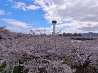 Tranquil in Bloom: A Cherry Blossom Escape to Goryokaku 