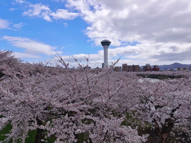 Tranquil in Bloom: A Cherry Blossom Escape to Goryokaku 