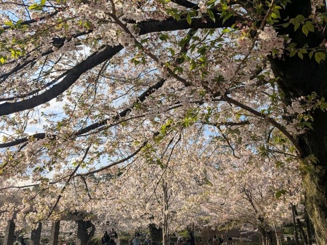 【東京】神社や季節の花を見ながらボートに乗れる洗足池公園