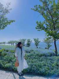 Nemophila-Công viên ven biển Maishima