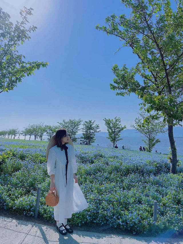 Nemophila-Công viên ven biển Maishima