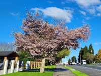 Spring in Auckland – Fresh, Vibrant, and Full of Life
