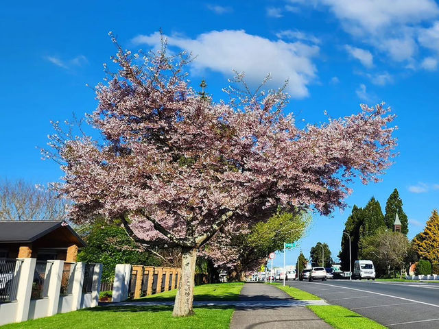 Spring in Auckland – Fresh, Vibrant, and Full of Life