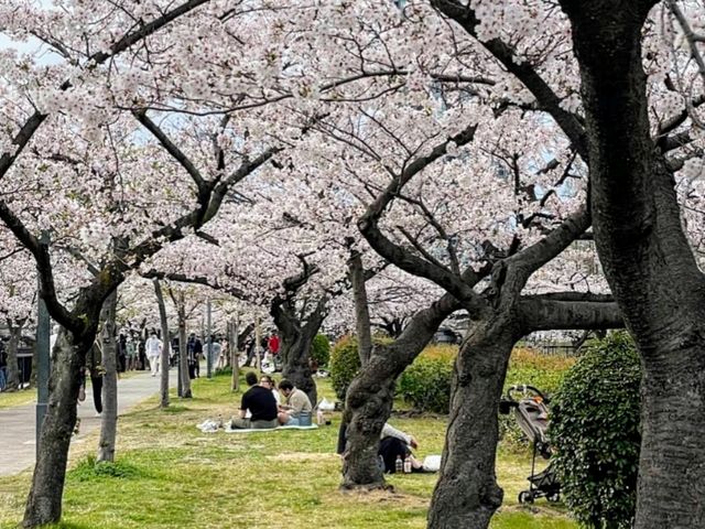 大阪賞櫻-毛馬櫻之宮公園，JR一出站就是浪漫的櫻花海