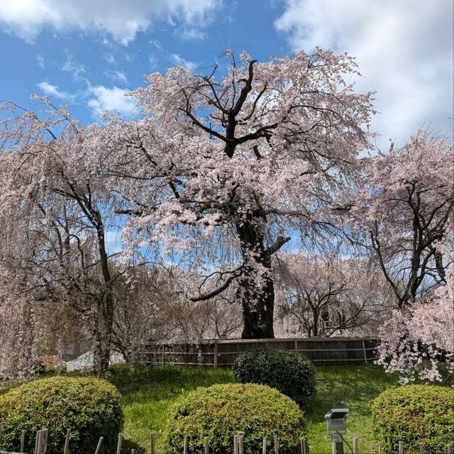 Watch Sakura at the Temple