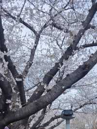 Why Busan is the Ultimate Spring Escape - Cherry Blossoms, Street Eats & Seaside Views