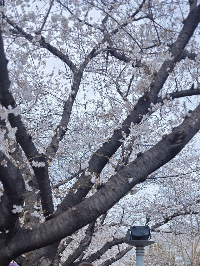 Why Busan is the Ultimate Spring Escape - Cherry Blossoms, Street Eats & Seaside Views