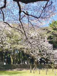 濟州島的春日浪漫：櫻花與海風相隨🌸💕