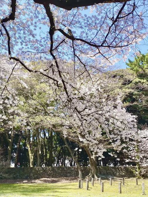 濟州島的春日浪漫：櫻花與海風相隨🌸💕