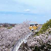 名古屋櫻花季 | 空中單車的夢幻之旅