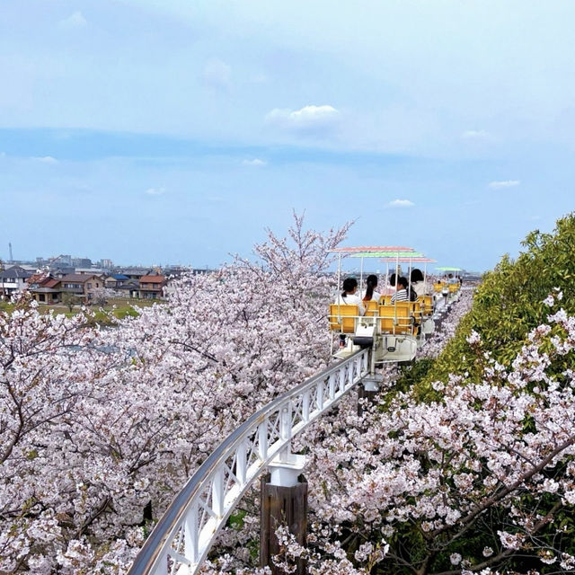 名古屋櫻花季 | 空中單車的夢幻之旅