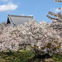 Why Ninnaji Temple Feels Kinda Magical