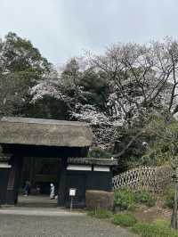 🌸【雨中偕樂園．櫻花靜賞漫旅】探訪日本三大名園之一｜水戶最值得造訪的春日秘境