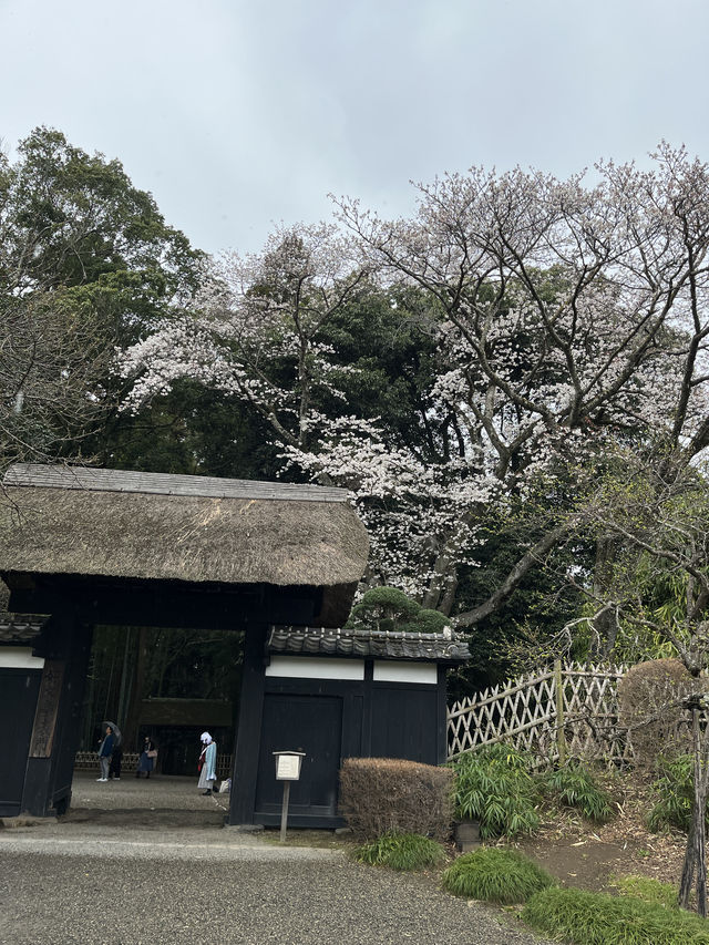 🌸【雨中偕樂園．櫻花靜賞漫旅】探訪日本三大名園之一｜水戶最值得造訪的春日秘境