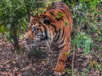 A Wild Day Out with the Kids: Taronga Zoo’s Best Views and Creatures