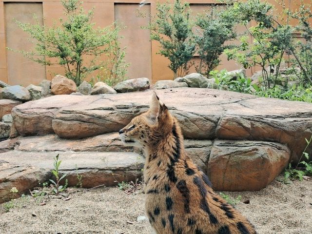 【栃木】動物を近くでみられる那須どうぶつ王国が楽しい！
