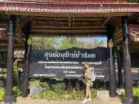 A Day with Elephants in Lampang