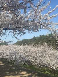A Vacation in Hokkaido - Where Spring is as charming as Winter 
