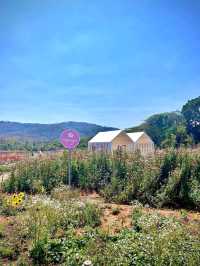 Bloom Overload at Khao Yai