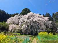 Secret Sakura Spot
