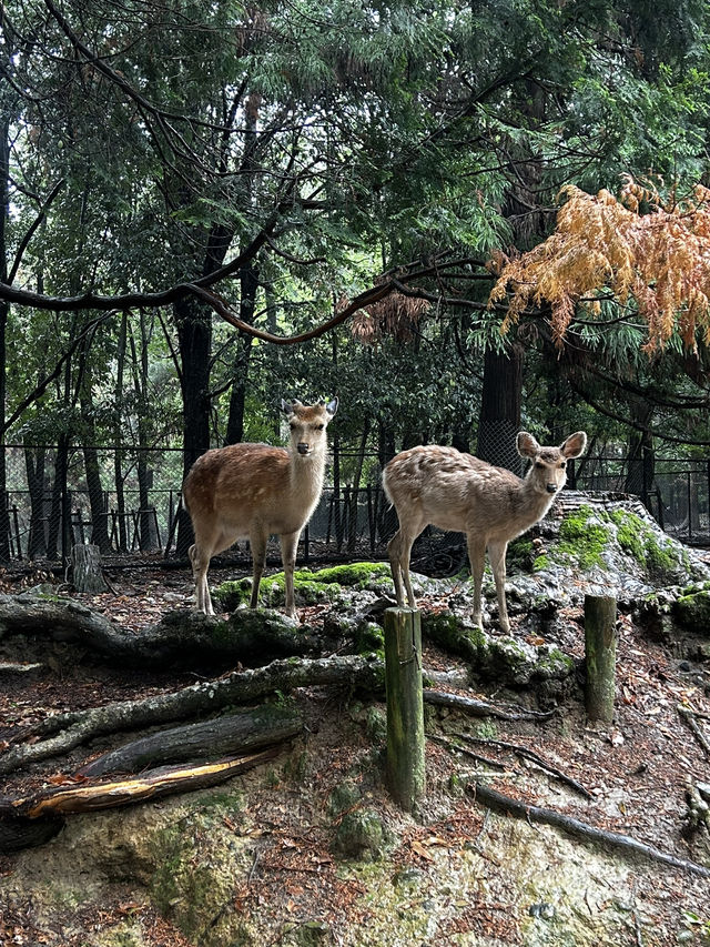 🦌 Bambi Meets Buddha: Why Nara Park Is the Ultimate Day Trip Vibe for Gen Z Backpackers