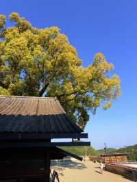 大阪｜被達摩包圍的勝尾寺 鐮倉幕府起將軍都要來求勝的千年古寺