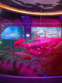 Sea Shell Aquarium Phu Quoc