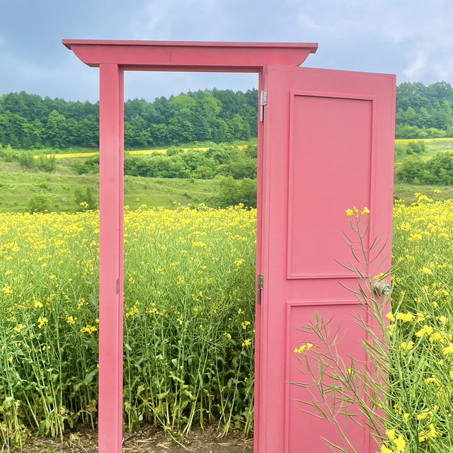 まだ見頃🌼一面黄色い絨毯の菜の花