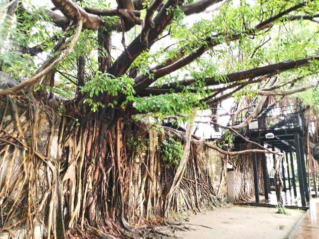 Anping Tree House