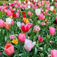 【ヨーロッパ】女子旅❗️夢のお花畑の旅🌼