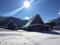 藏王雪山與浪漫仙子紫藤花