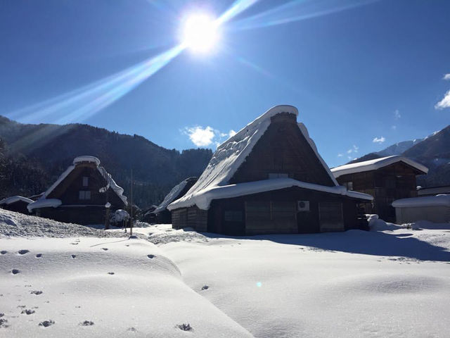 藏王雪山與浪漫仙子紫藤花