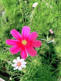 A Garden Above the Clouds: Cameron Highland Flora Park