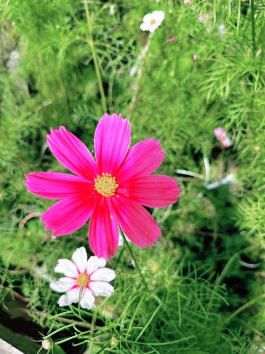 A Garden Above the Clouds: Cameron Highland Flora Park