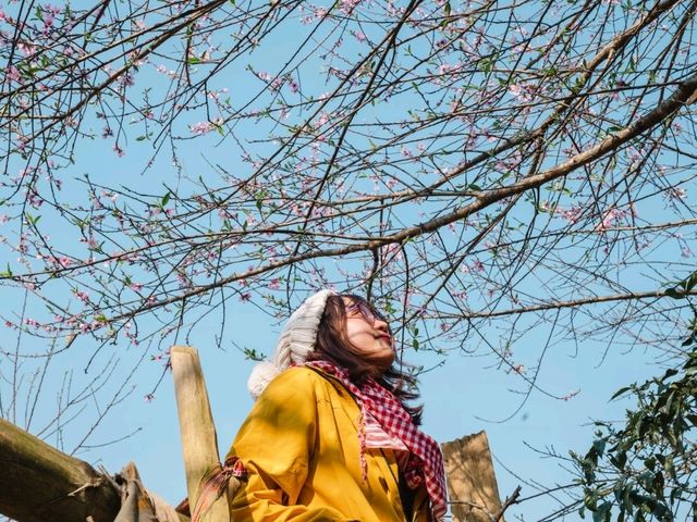 beautiful view with full bloomed plum flowers & nice trekking in Moc Chau