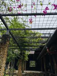Pineyard Café — A Hidden Forest Dining Experience 